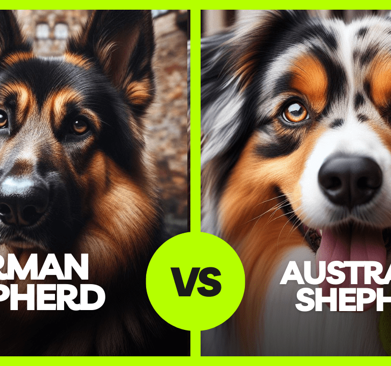 Australian Shepherd vs German Shepherd: A Comparative Analysis